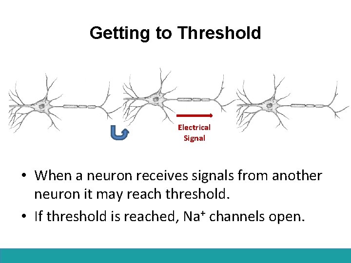 Getting to Threshold Electrical Signal • When a neuron receives signals from another neuron