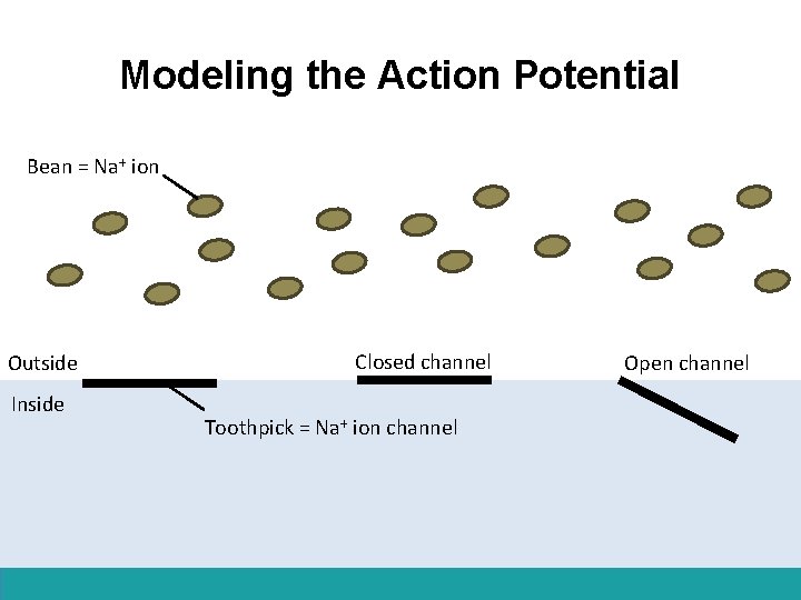 Modeling the Action Potential Bean = Na+ ion Outside Inside Closed channel Toothpick =