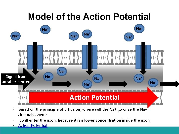 Model of the Action Potential Na+ Signal from another neuron Na+ Na+ Na+ Action