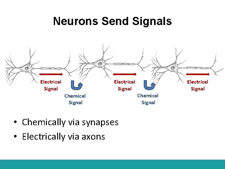 Neurons Send Signals Electrical Signal Chemical Signal • Chemically via synapses • Electrically via