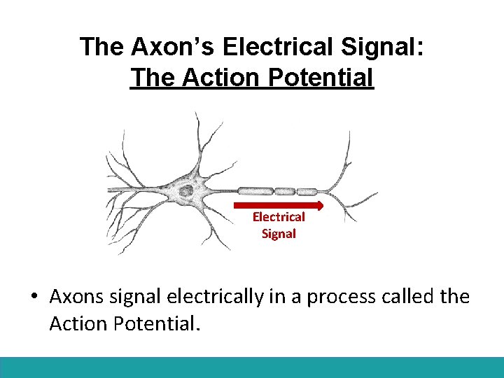 The Axon’s Electrical Signal: The Action Potential Electrical Signal • Axons signal electrically in