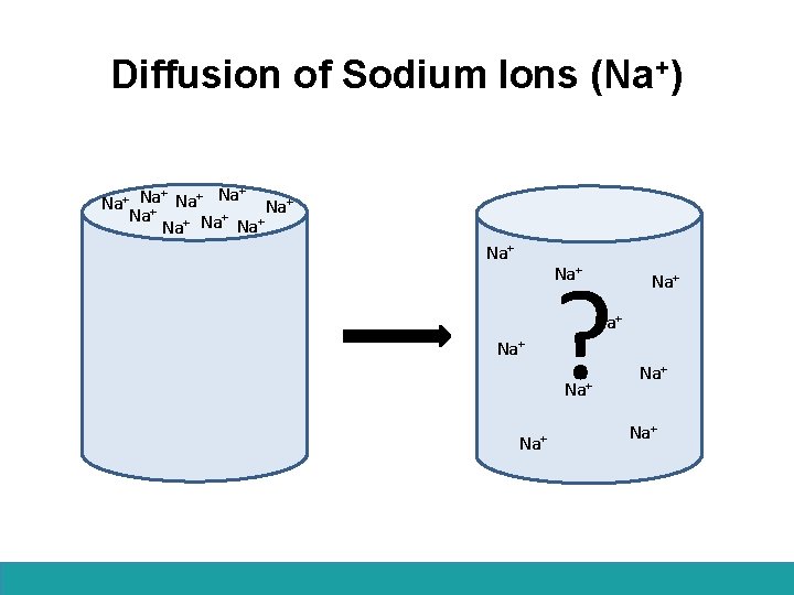 Diffusion of Sodium Ions (Na+) + + Na Na+ Na Na + + Na