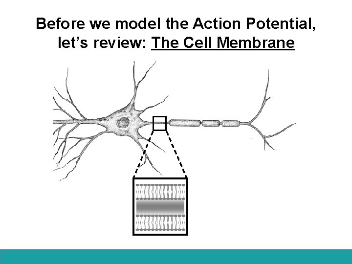 Before we model the Action Potential, let’s review: The Cell Membrane 