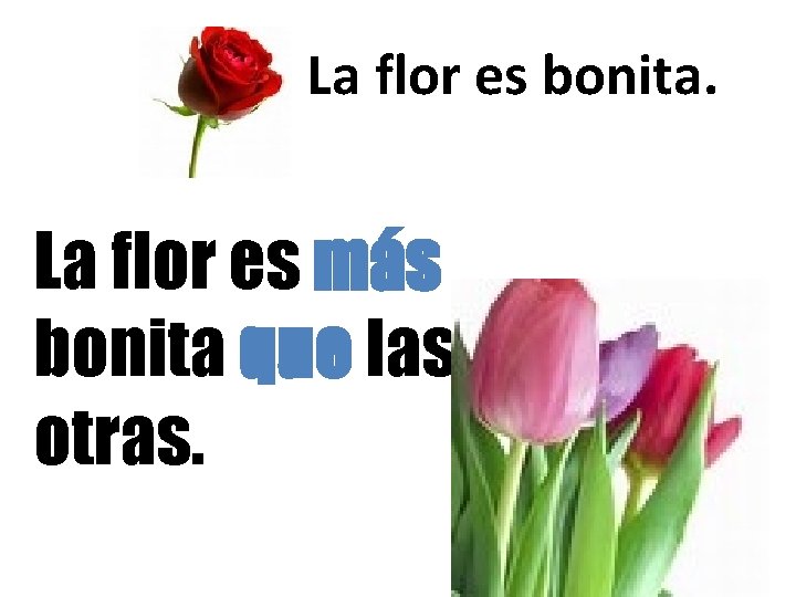 La flor es bonita. La flor es más bonita que las otras. 