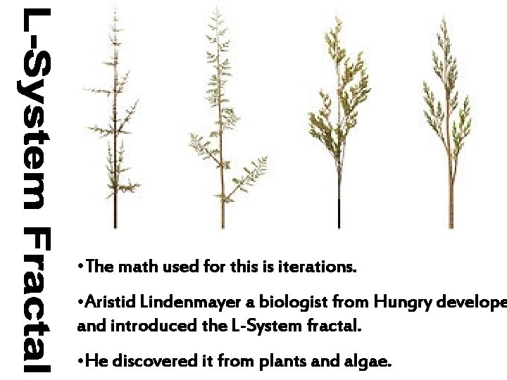 • The math used for this is iterations. • Aristid Lindenmayer a biologist • The math used for this is iterations. • Aristid Lindenmayer a biologist