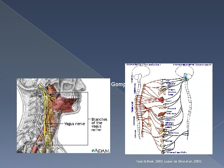 Prof Paul Gompers Yaari & Beck, 2002; Lopes da Silva et al. , 2003;