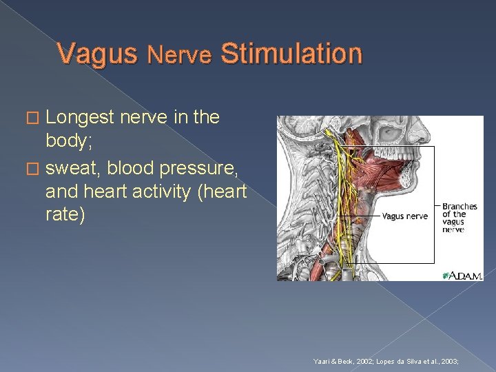 Vagus Nerve Stimulation Longest nerve in the body; � sweat, blood pressure, and heart