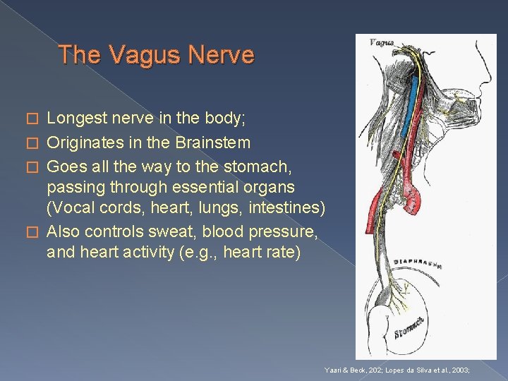 The Vagus Nerve Longest nerve in the body; � Originates in the Brainstem �