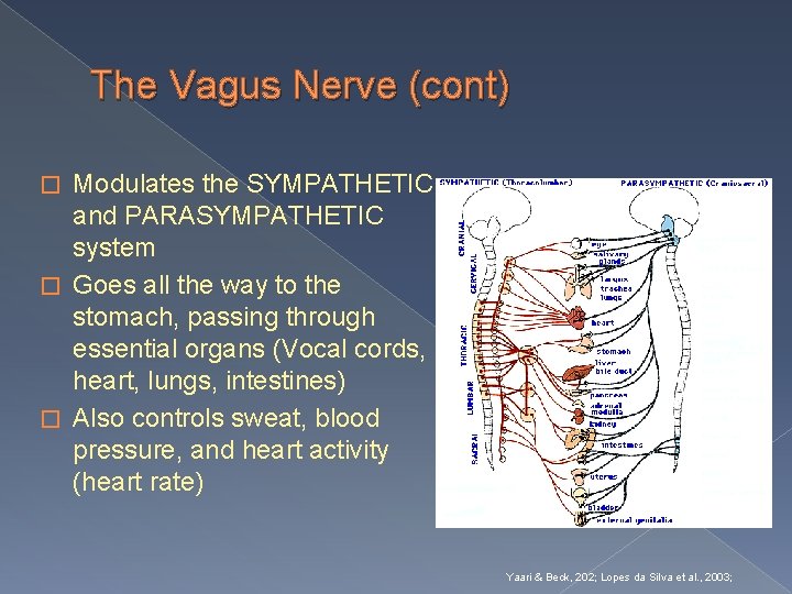 The Vagus Nerve (cont) Modulates the SYMPATHETIC and PARASYMPATHETIC system � Goes all the