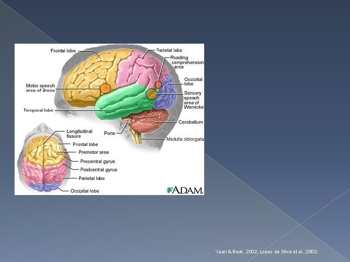 Yaari & Beck, 2002; Lopes da Silva et al. , 2003; 