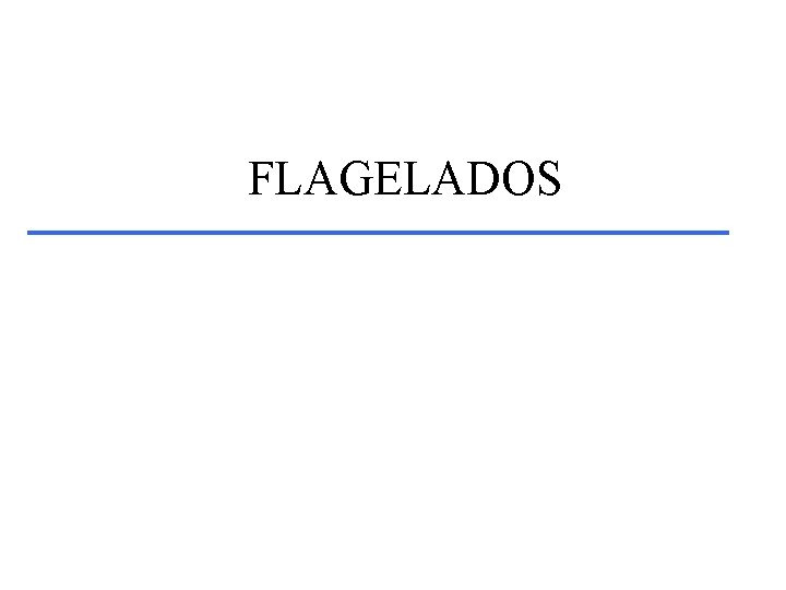 FLAGELADOS 