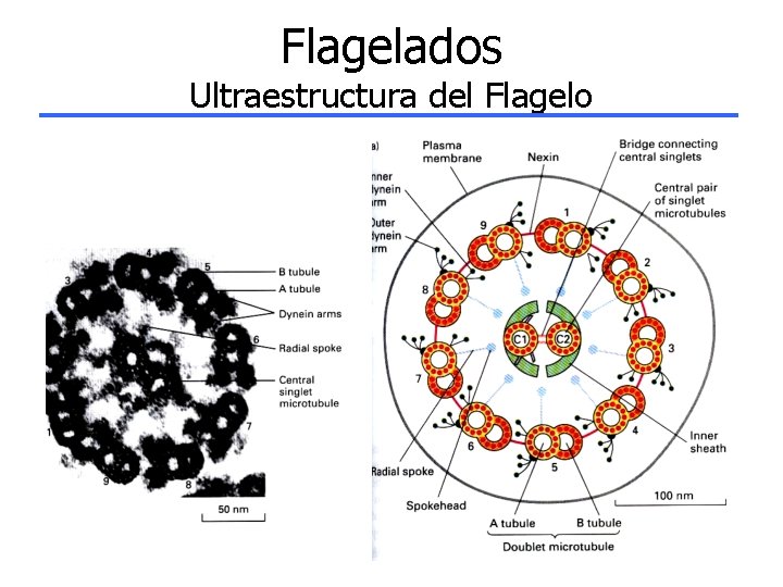 Flagelados Ultraestructura del Flagelo 