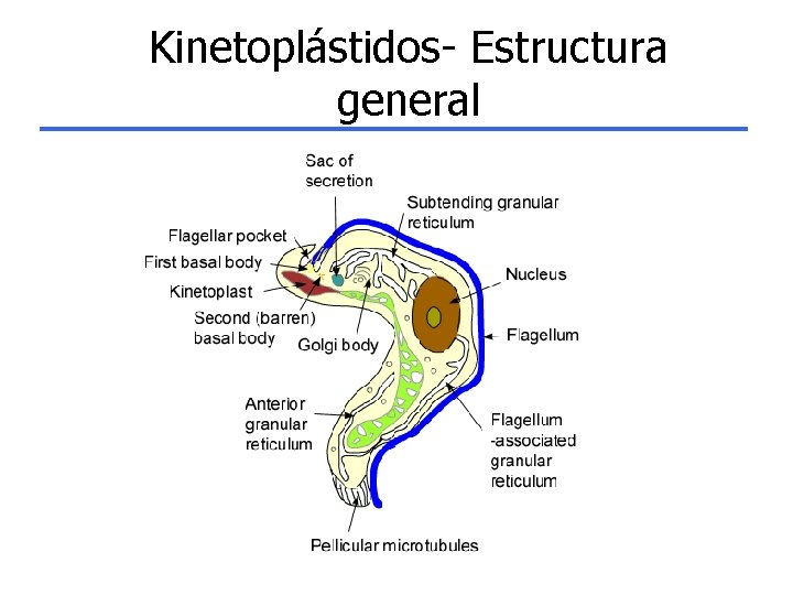 Kinetoplástidos- Estructura general 