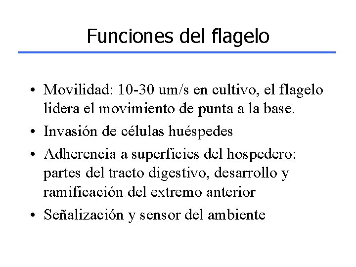 Funciones del flagelo • Movilidad: 10 -30 um/s en cultivo, el flagelo lidera el