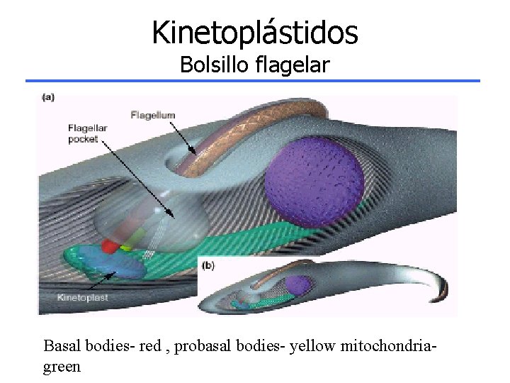 Kinetoplástidos Bolsillo flagelar Basal bodies- red , probasal bodies- yellow mitochondriagreen 