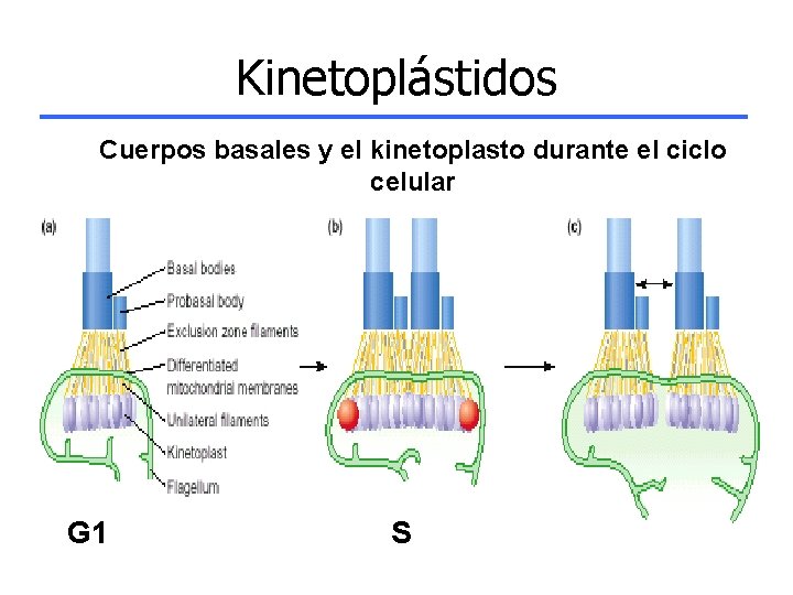 Kinetoplástidos Cuerpos basales y el kinetoplasto durante el ciclo celular G 1 S 