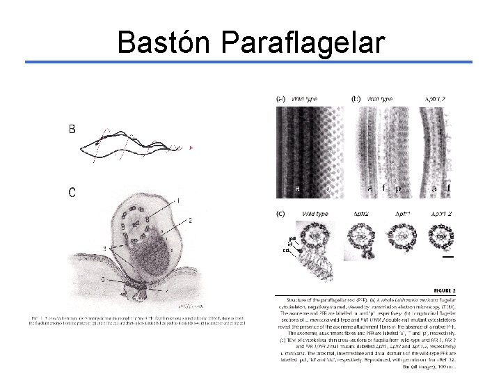 Bastón Paraflagelar 