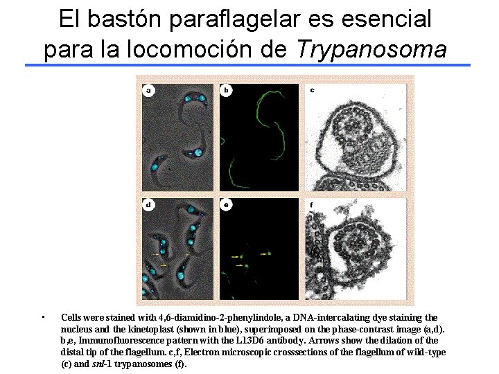 El bastón paraflagelar es esencial para la locomoción de Trypanosoma • Cells were stained