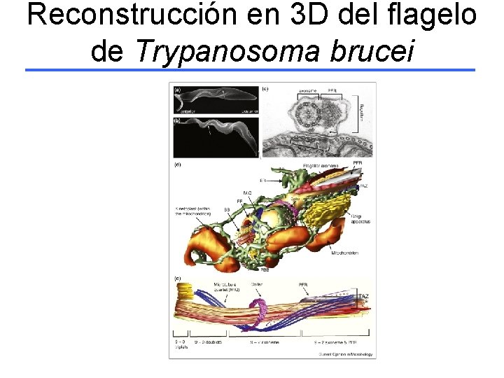 Reconstrucción en 3 D del flagelo de Trypanosoma brucei 