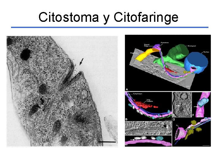 Citostoma y Citofaringe 