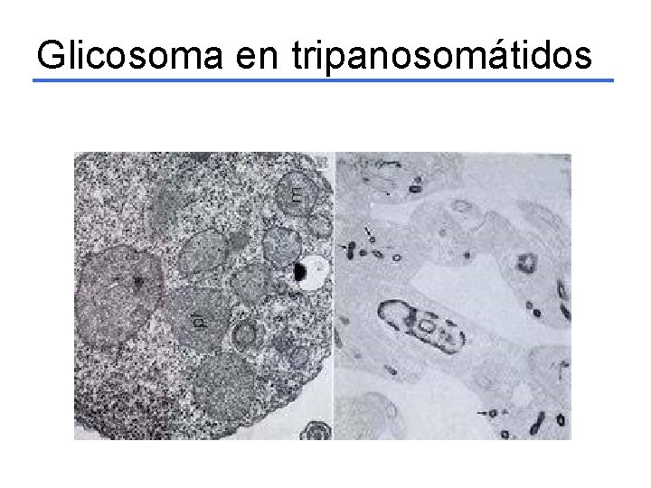 Glicosoma en tripanosomátidos 