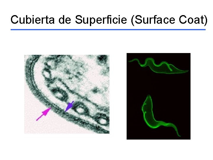 Cubierta de Superficie (Surface Coat) 