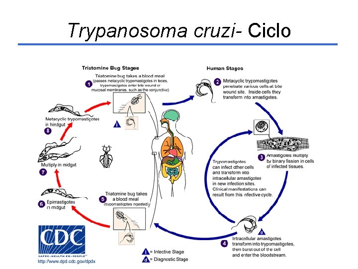 Trypanosoma cruzi- Ciclo 