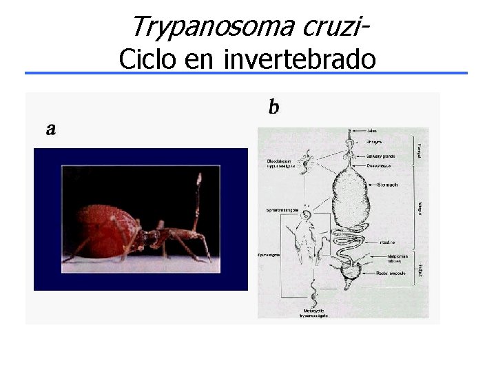 Trypanosoma cruzi- Ciclo en invertebrado 