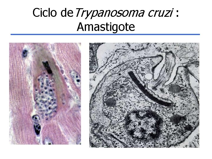 Ciclo de. Trypanosoma cruzi : Amastigote 