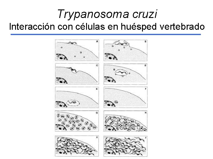 Trypanosoma cruzi Interacción con células en huésped vertebrado 