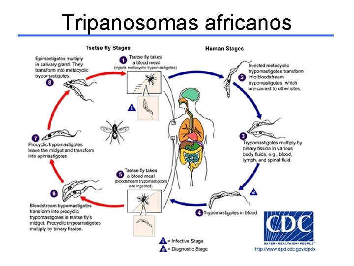 Tripanosomas africanos 