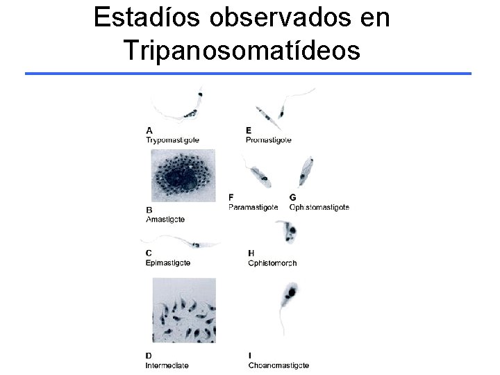 Estadíos observados en Tripanosomatídeos 