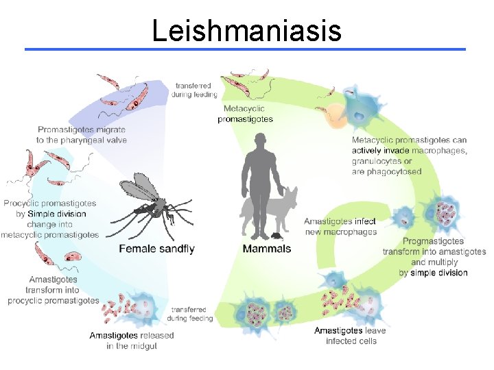 Leishmaniasis 