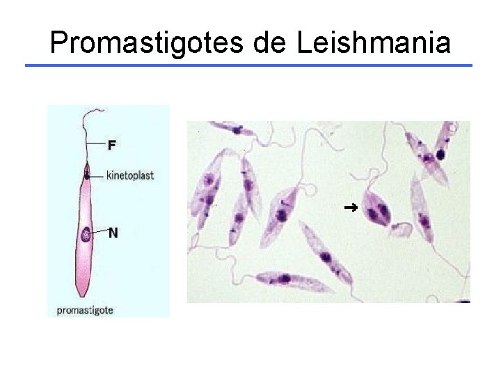 Promastigotes de Leishmania 