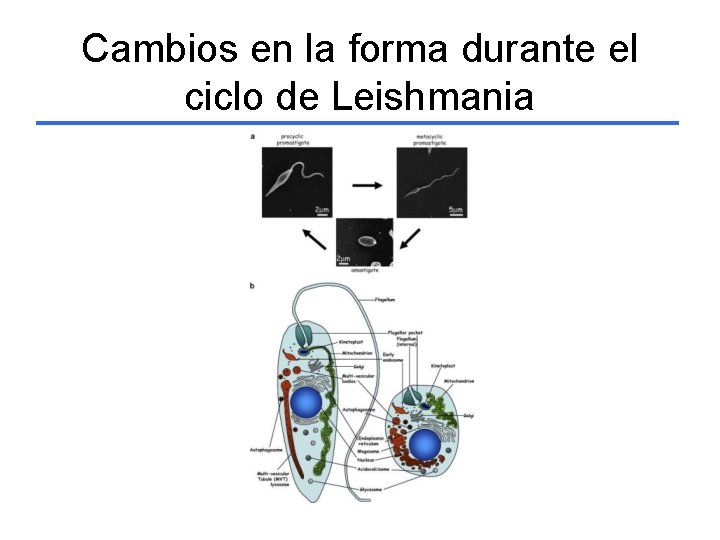 Cambios en la forma durante el ciclo de Leishmania 