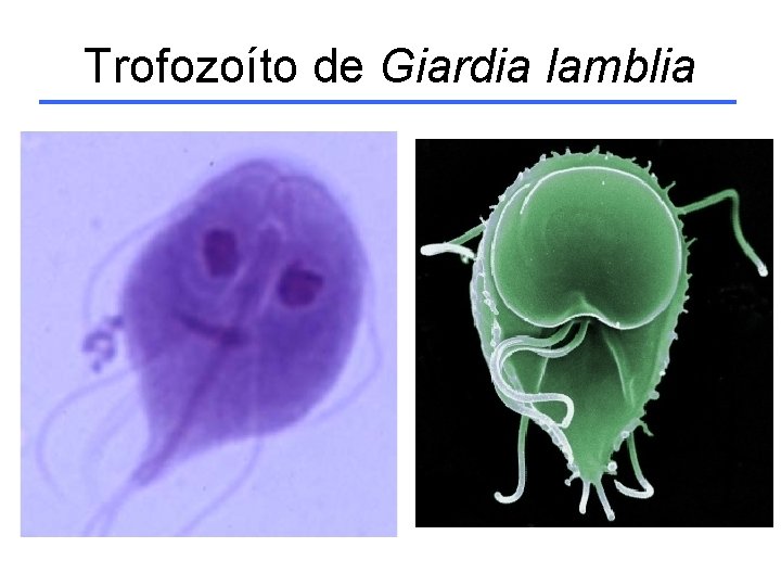 Trofozoíto de Giardia lamblia 