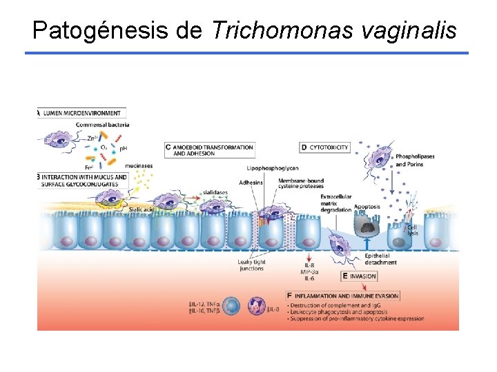 Patogénesis de Trichomonas vaginalis 