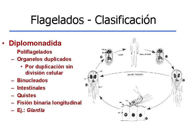 Flagelados - Clasificación • Diplomonadida – – – Poliflagelados Organelos duplicados • Por duplicación