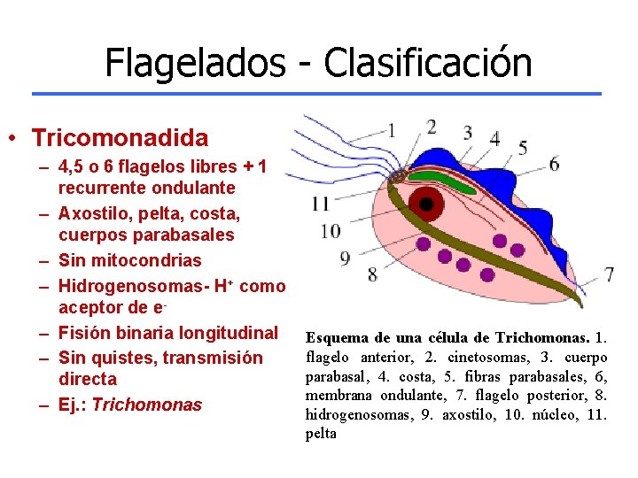 Flagelados - Clasificación • Tricomonadida – 4, 5 o 6 flagelos libres + 1