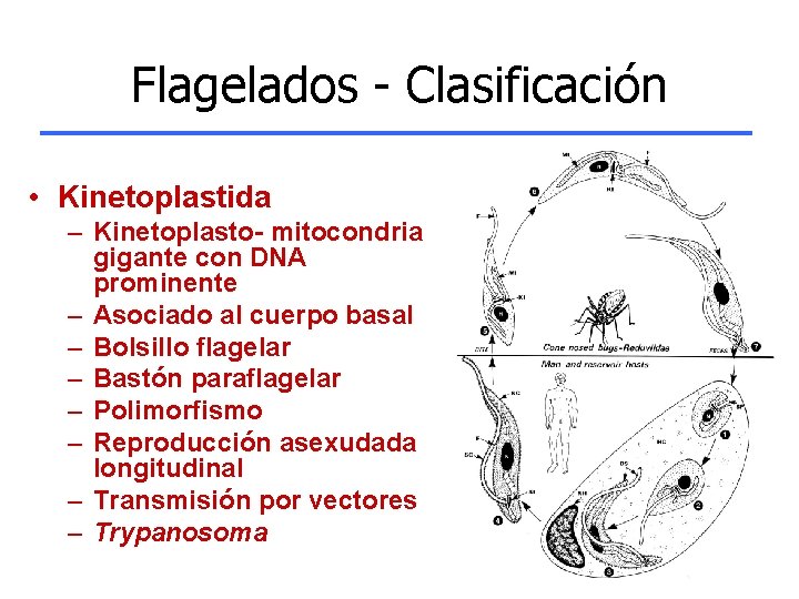 Flagelados - Clasificación • Kinetoplastida – Kinetoplasto- mitocondria gigante con DNA prominente – Asociado