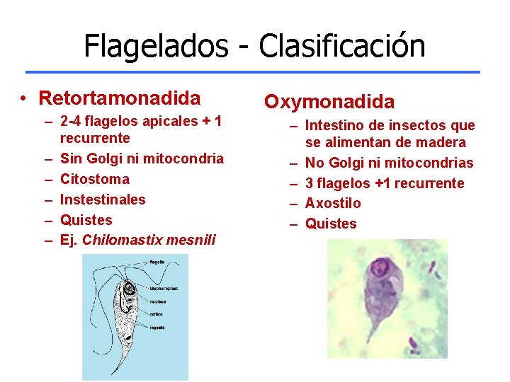 Flagelados - Clasificación • Retortamonadida – 2 -4 flagelos apicales + 1 recurrente –