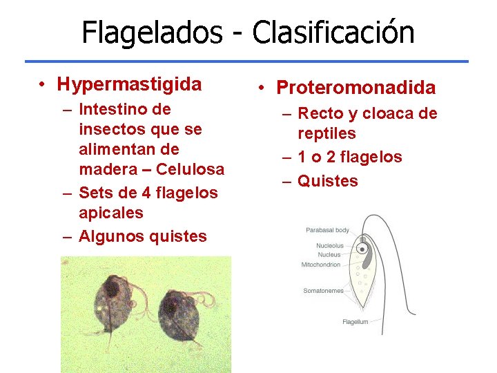 Flagelados - Clasificación • Hypermastigida – Intestino de insectos que se alimentan de madera