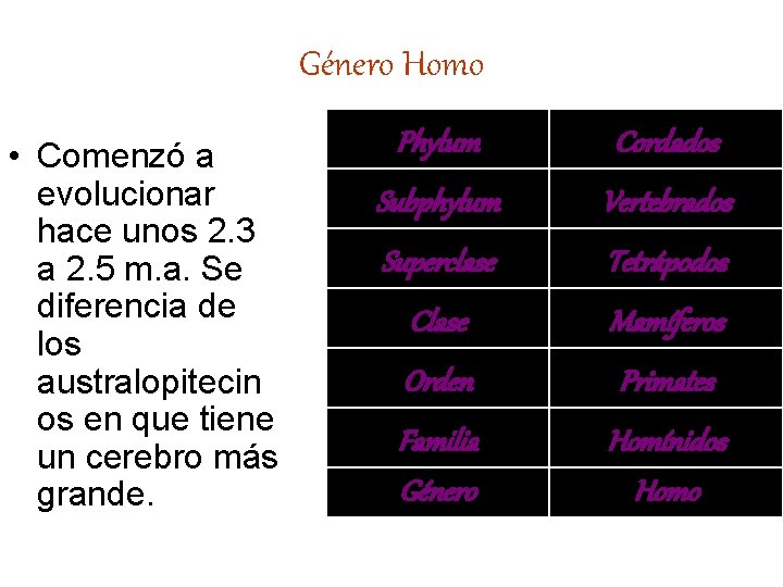 Género Homo • Comenzó a evolucionar hace unos 2. 3 a 2. 5 m.