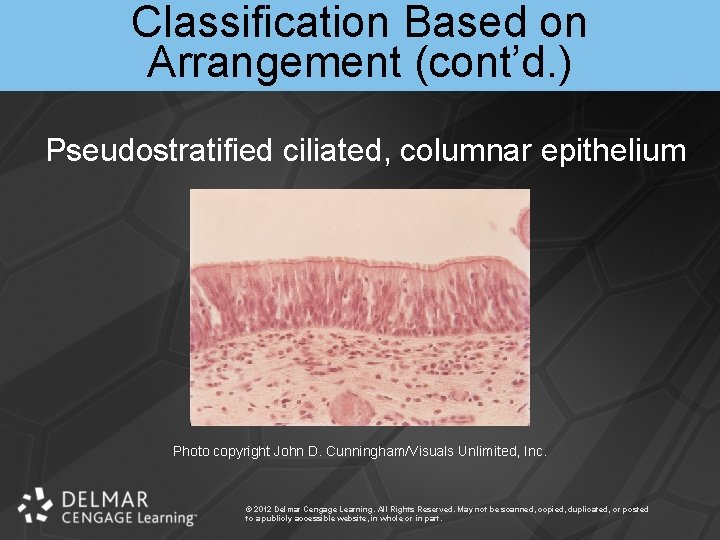 Classification Based on Arrangement (cont’d. ) Pseudostratified ciliated, columnar epithelium Photo copyright John D.