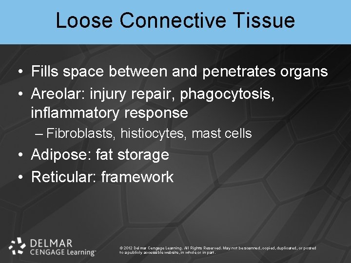 Loose Connective Tissue • Fills space between and penetrates organs • Areolar: injury repair,