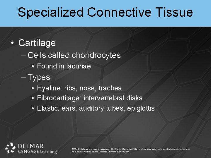 Specialized Connective Tissue • Cartilage – Cells called chondrocytes • Found in lacunae –