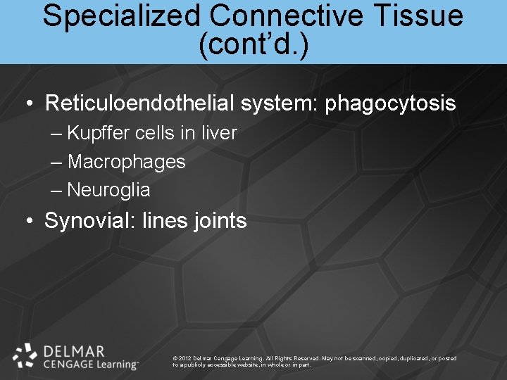 Specialized Connective Tissue (cont’d. ) • Reticuloendothelial system: phagocytosis – Kupffer cells in liver