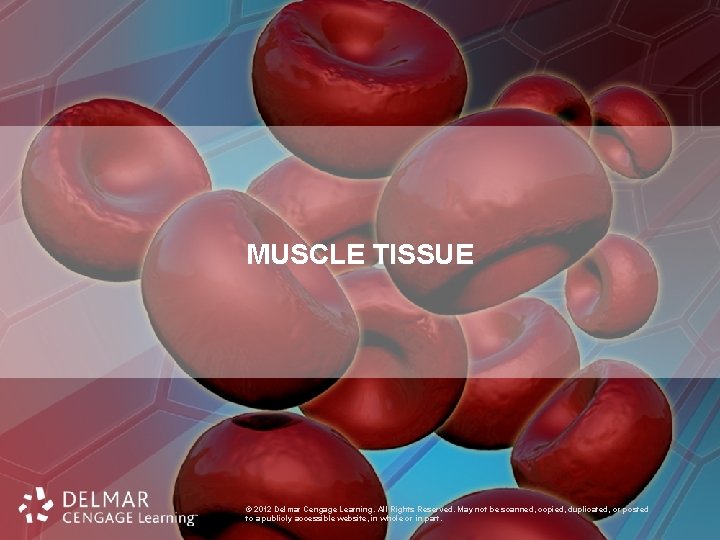 MUSCLE TISSUE © 2012 Delmar Cengage Learning. All Rights Reserved. May not be scanned,