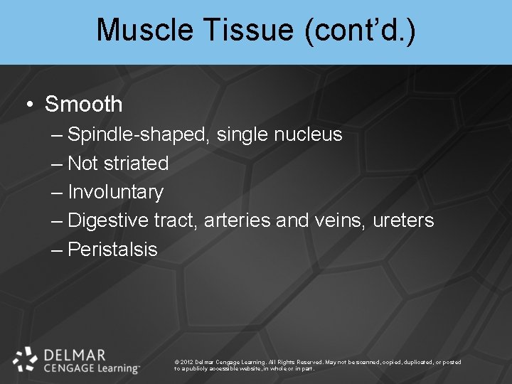 Muscle Tissue (cont’d. ) • Smooth – Spindle-shaped, single nucleus – Not striated –