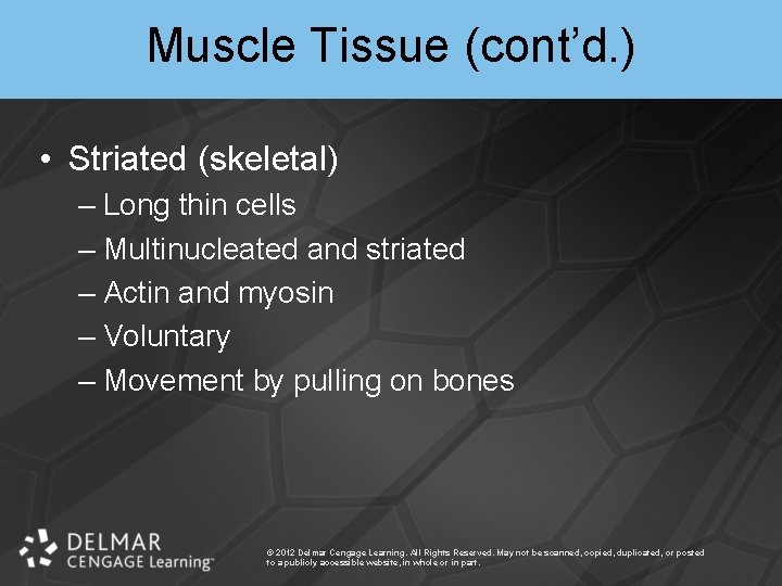 Muscle Tissue (cont’d. ) • Striated (skeletal) – Long thin cells – Multinucleated and